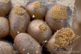 Attēlu rezultāti vaicājumam “Trichia contorta”