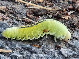Attēlu rezultāti vaicājumam “Cimbex femoratus larva”