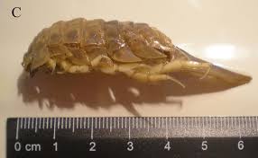 Attēlu rezultāti vaicājumam “Saduria entomon”