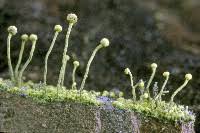 Attēlu rezultāti vaicājumam “Chaenotheca brachypoda”