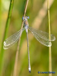 Attēlu rezultāti vaicājumam “Lestes sponsa”