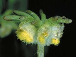 Attēlu rezultāti vaicājumam “Jungermannia sphaerocarpa sporophyte”