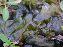 Attēlu rezultāti vaicājumam “Nostoc commune macro”