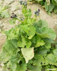 Attēlu rezultāti vaicājumam “Saussurea esthonica flower”
