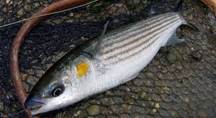 Image result for Liza aurata