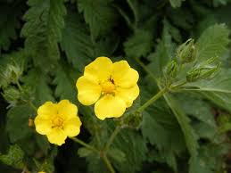 Attēlu rezultāti vaicājumam “Agrimonia eupatoria flower”