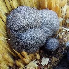 Attēlu rezultāti vaicājumam “Amaurochaete atra macro”