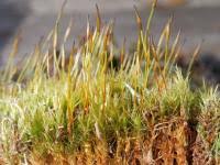 Attēlu rezultāti vaicājumam “Dicranum scoparium sporophyte”