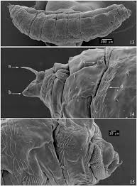 Attēlu rezultāti vaicājumam “Drepanosiphum platanoidis exuvia”