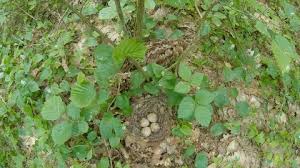 Attēlu rezultāti vaicājumam “Scolopax rusticola nest”