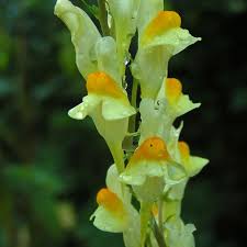 Image result for Linaria vulgaris