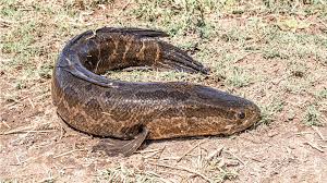 Image result for Channa argus