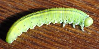 Attēlu rezultāti vaicājumam “Trichiosoma larva”