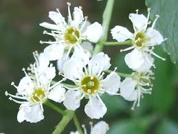 Attēlu rezultāti vaicājumam “Padus avium flower”