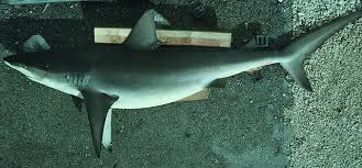 Image result for Carcharhinus galapagensis