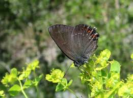 Attēlu rezultāti vaicājumam “Satyrium ilicis underside”