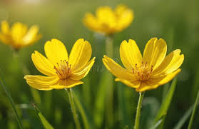 Attēlu rezultāti vaicājumam “Ranunculus acris flower”
