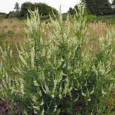 Attēlu rezultāti vaicājumam “Melilotus albus”
