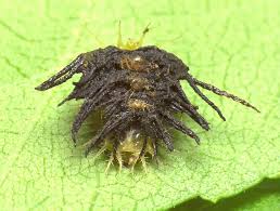 Attēlu rezultāti vaicājumam “Gynaephora selenitica larva”