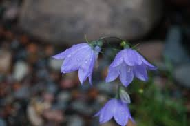 Attēlu rezultāti vaicājumam “Campanula rotundifolia flower”