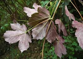 Attēlu rezultāti vaicājumam “Acer pseudoplatanus fo. purpurascens flower”