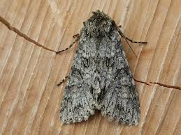 Attēlu rezultāti vaicājumam “Polia nebulosa”