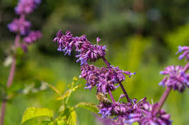 Attēlu rezultāti vaicājumam “Salvia verticillata”