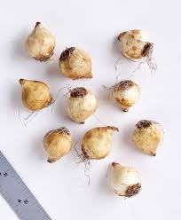 Attēlu rezultāti vaicājumam “Muscari armeniacum”