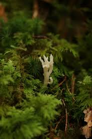 Attēlu rezultāti vaicājumam “Clavulina coralloides”