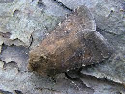 Attēlu rezultāti vaicājumam “Rusina ferruginea female”