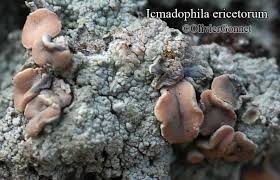 Attēlu rezultāti vaicājumam “Icmadophila ericetorum”