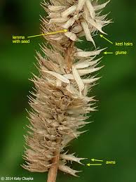 Attēlu rezultāti vaicājumam “Phleum pratense”