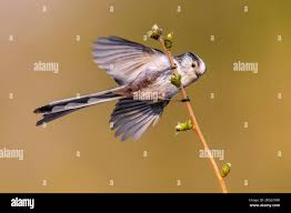 Attēlu rezultāti vaicājumam “Aegithalos caudatus adult”