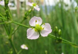 Attēlu rezultāti vaicājumam “Alisma gramineum flower”