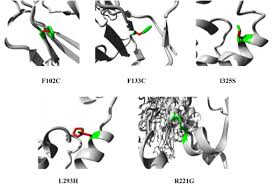 Attēlu rezultāti vaicājumam “Protapion sp.”