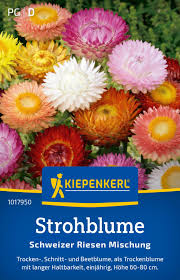 Image result for Strohblume