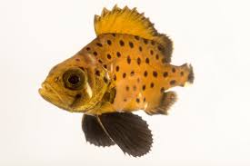 Image result for Stereolepis gigas