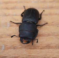 Attēlu rezultāti vaicājumam “Dorcus parallelopipedus”