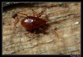 Attēlu rezultāti vaicājumam “Mesostigmata”