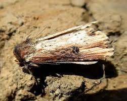 Attēlu rezultāti vaicājumam “Axylia putris”