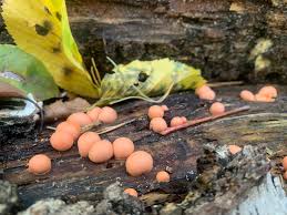 Attēlu rezultāti vaicājumam “Lycogala leopardinum”