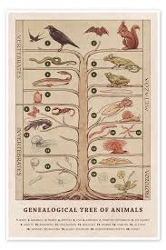 Image result for Evolution Stammbaum