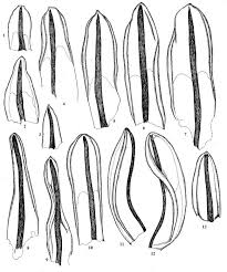 Attēlu rezultāti vaicājumam “Tortula lingulata”