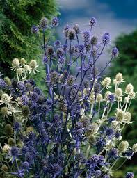 Attēlu rezultāti vaicājumam “Eryngium planum”