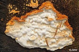 Attēlu rezultāti vaicājumam “Antrodia serialis”