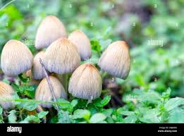 Attēlu rezultāti vaicājumam “Coprinus micaceus”