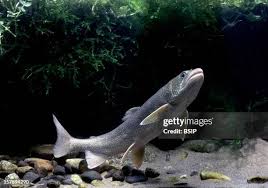 Image result for Salvelinus namaycush