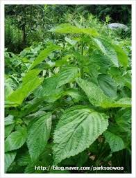 Image result for 깱깲깳깴깵깶깷깺깾깿꺀꺁꺂꺃꺆꺇꺈꺉꺊꺋꺍꺎꺏꺐