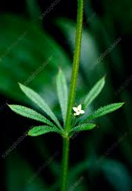 Attēlu rezultāti vaicājumam “Galium aparine fruit”