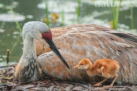 Attēlu rezultāti vaicājumam “Grus grus nest”